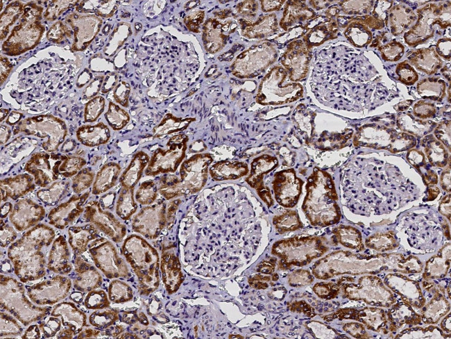 BPHL Antibody in Immunohistochemistry (Paraffin) (IHC (P))