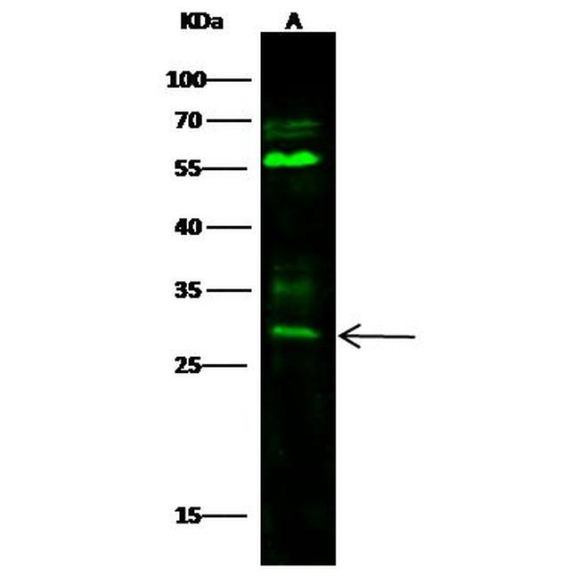 BPHL Antibody in Western Blot (WB)