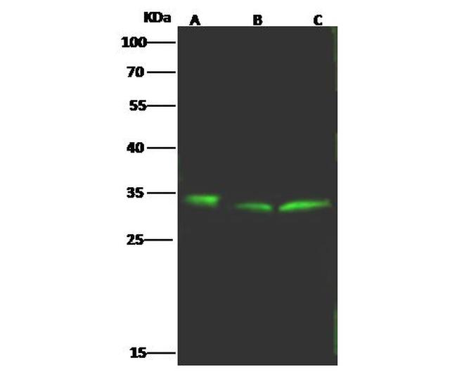 BST-2 Antibody in Western Blot (WB)