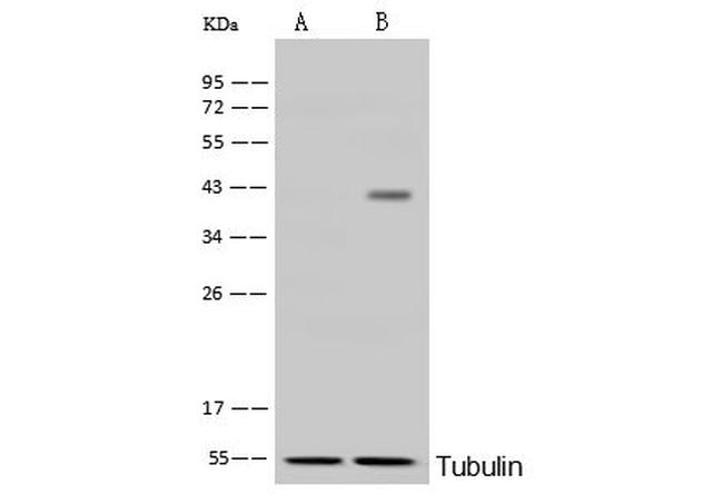 BVES Antibody in Western Blot (WB)