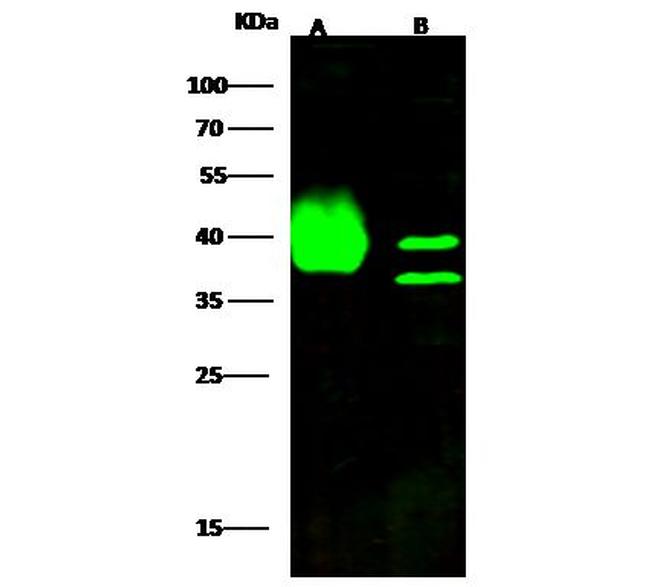 BVES Antibody in Western Blot (WB)