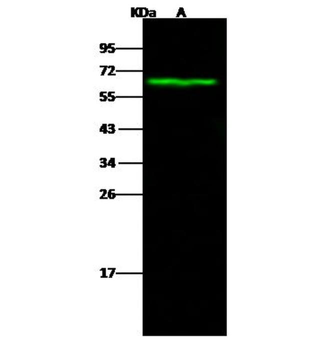 Carbonic Anhydrase IX Antibody in Western Blot (WB)