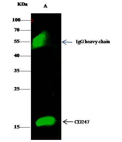 CD3z Antibody in Immunoprecipitation (IP)