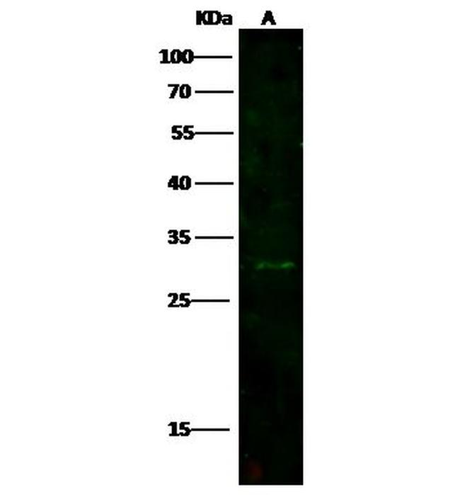 CD300e Antibody in Western Blot (WB)