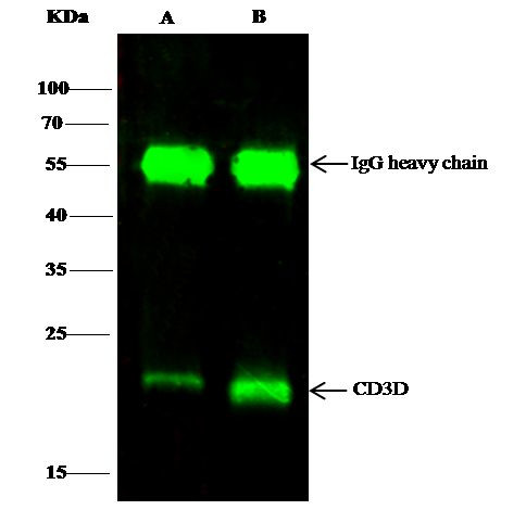 CD3d Antibody in Immunoprecipitation (IP)