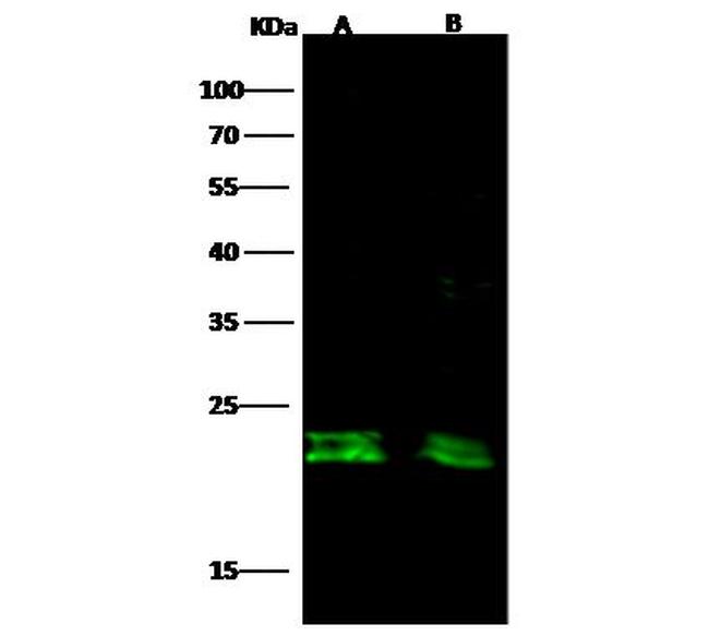 CD3d Antibody in Western Blot (WB)