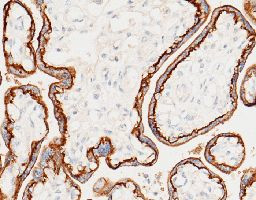 CD46 Antibody in Immunohistochemistry (Paraffin) (IHC (P))