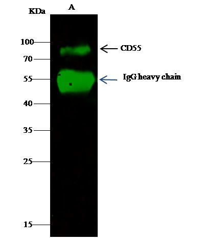 CD55 Antibody in Immunoprecipitation (IP)