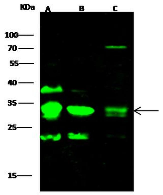 CD79b Antibody in Western Blot (WB)