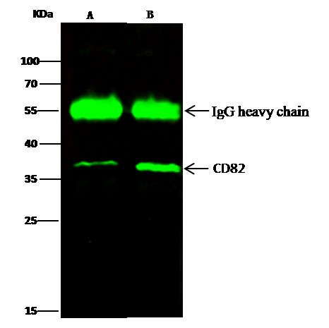 CD82 Antibody in Immunoprecipitation (IP)