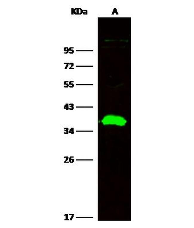 CD82 Antibody in Western Blot (WB)