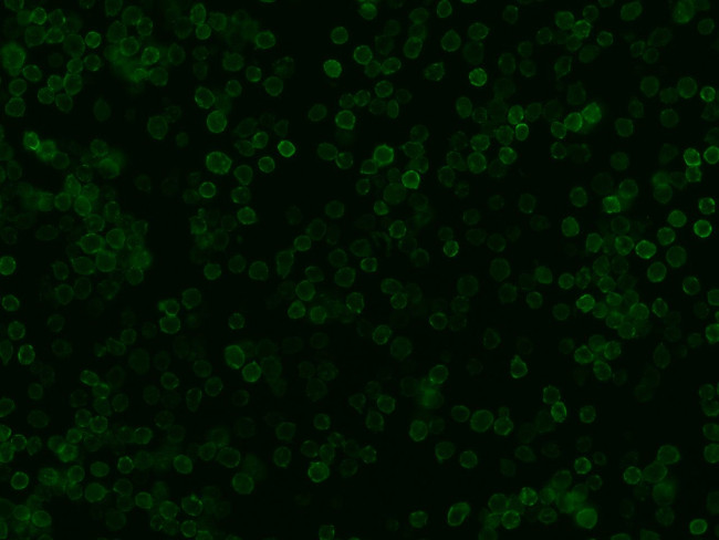 CD99 Antibody in Immunocytochemistry (ICC/IF)