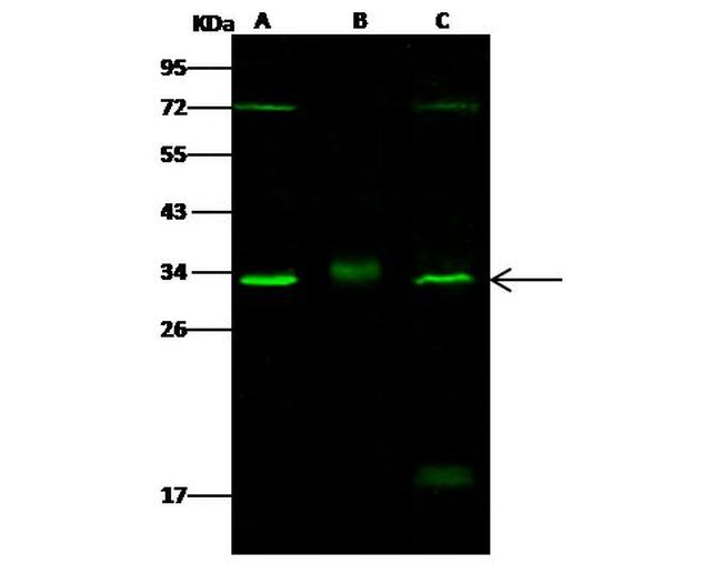 CDK4 Antibody in Western Blot (WB)