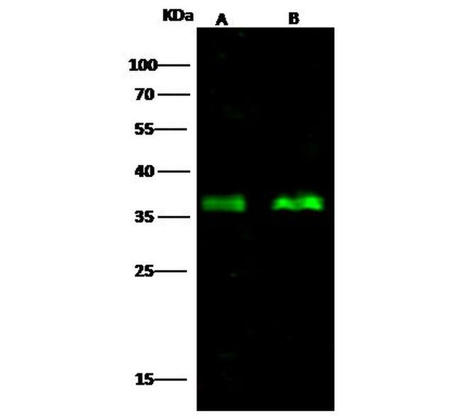 CDX2 Antibody in Western Blot (WB)