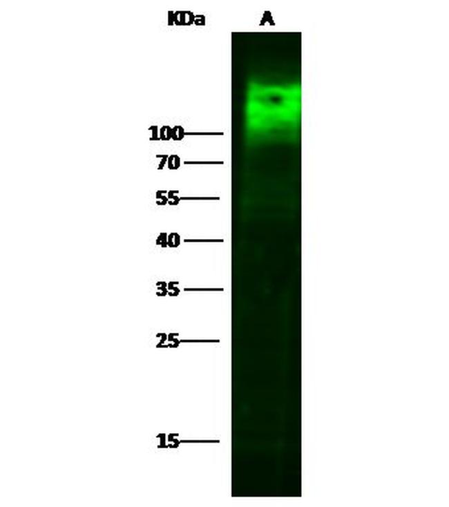 CEACAM1 Antibody in Western Blot (WB)