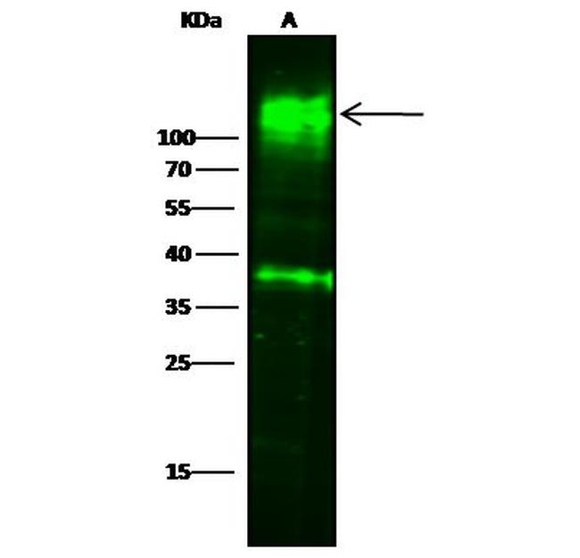 CEACAM1 Antibody in Western Blot (WB)