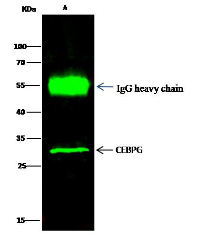 C/EBP gamma Antibody in Immunoprecipitation (IP)