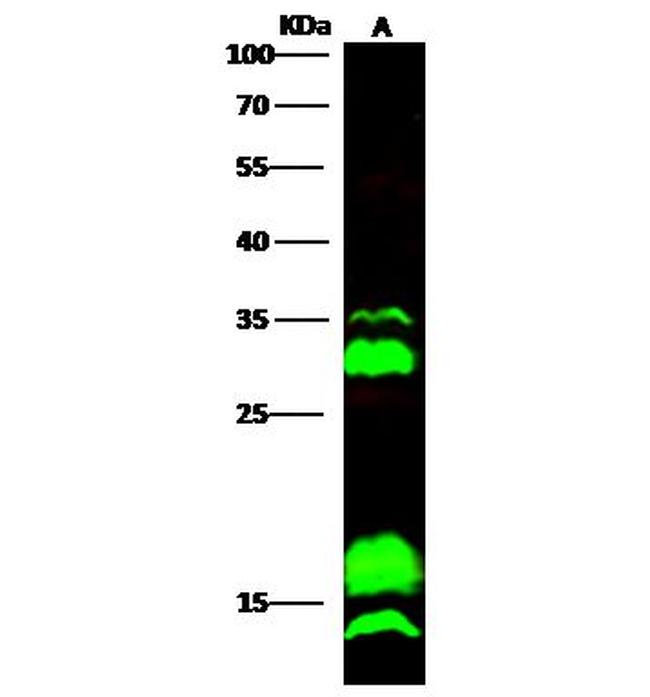 C/EBP gamma Antibody in Western Blot (WB)