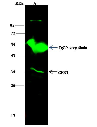 CER1 Antibody in Immunoprecipitation (IP)