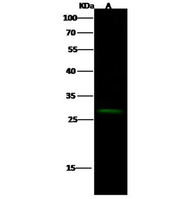 CER1 Antibody in Western Blot (WB)