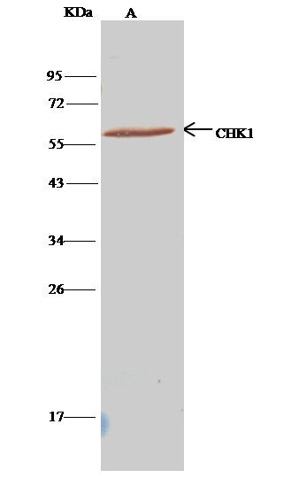 Chk1 Antibody in Immunoprecipitation (IP)