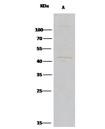 Carboxypeptidase A1 Antibody in Immunoprecipitation (IP)