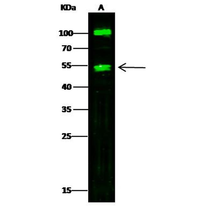 Carboxypeptidase A1 Antibody in Western Blot (WB)