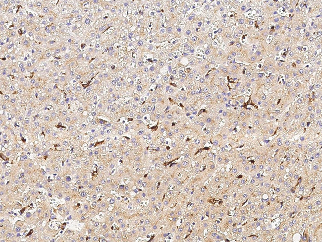 CPVL Antibody in Immunohistochemistry (Paraffin) (IHC (P))