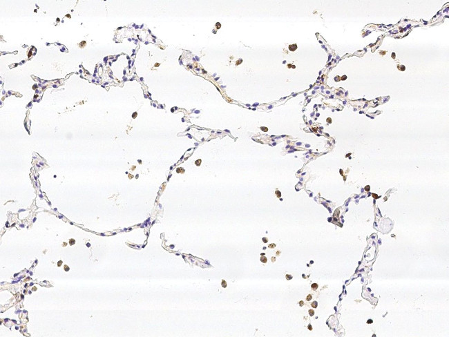 CPVL Antibody in Immunohistochemistry (Paraffin) (IHC (P))