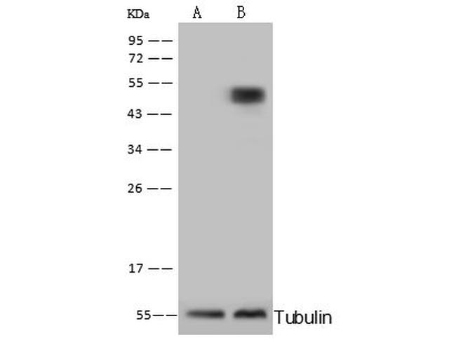 CPVL Antibody in Western Blot (WB)