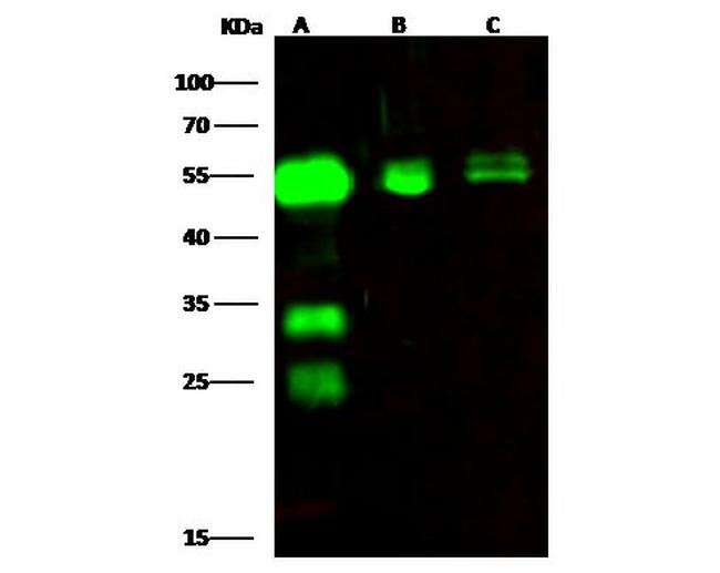 CPVL Antibody in Western Blot (WB)