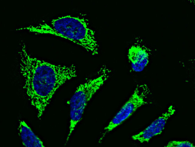 Citrate Synthase Antibody in Immunocytochemistry (ICC/IF)