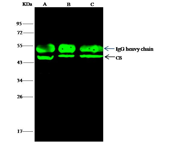 Citrate Synthase Antibody in Immunoprecipitation (IP)