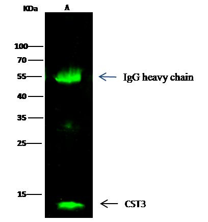 Cystatin C Antibody in Immunoprecipitation (IP)