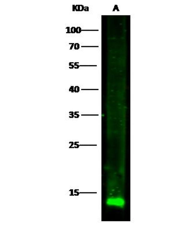 Cystatin C Antibody in Western Blot (WB)