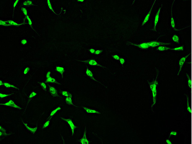 CtBP1 Antibody in Immunocytochemistry (ICC/IF)