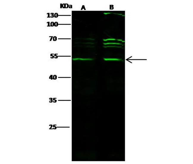 CtBP1 Antibody in Western Blot (WB)