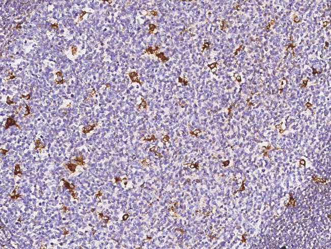 Cathepsin S Antibody in Immunohistochemistry (Paraffin) (IHC (P))