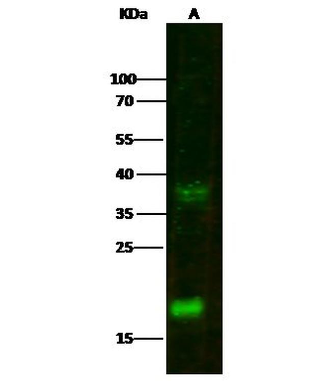 CXCL9 Antibody in Western Blot (WB)