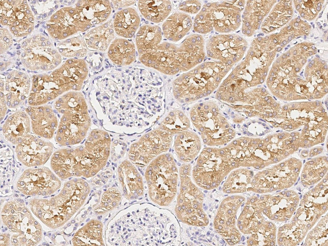 LAP3 Antibody in Immunohistochemistry (Paraffin) (IHC (P))