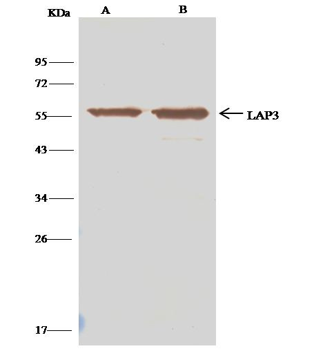 LAP3 Antibody in Immunoprecipitation (IP)