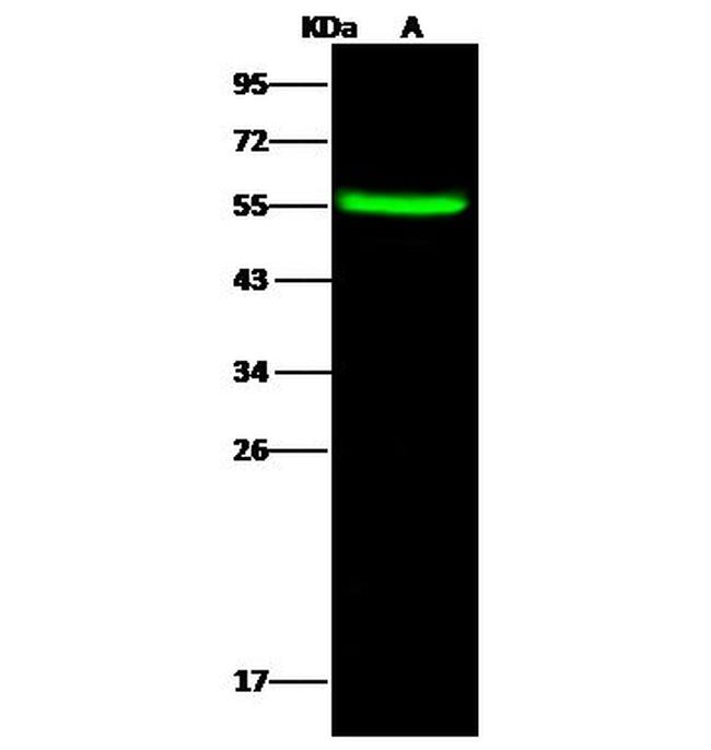 LAP3 Antibody in Western Blot (WB)