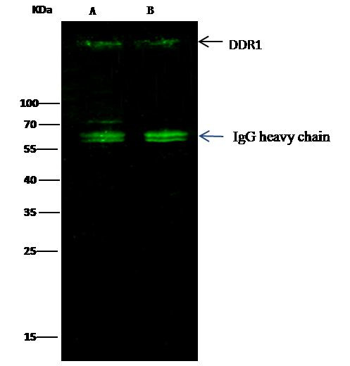 MCK10 Antibody in Immunoprecipitation (IP)