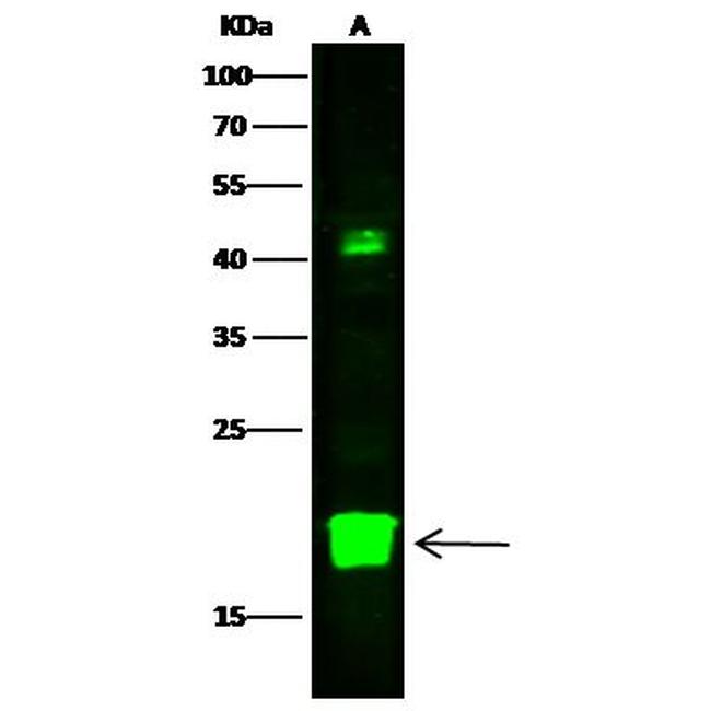 DIABLO Antibody in Western Blot (WB)