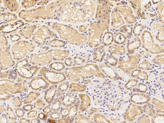 DPP2 Antibody in Immunohistochemistry (Paraffin) (IHC (P))