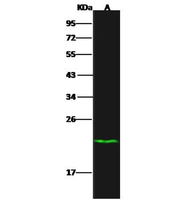 DUSP3 Antibody in Western Blot (WB)