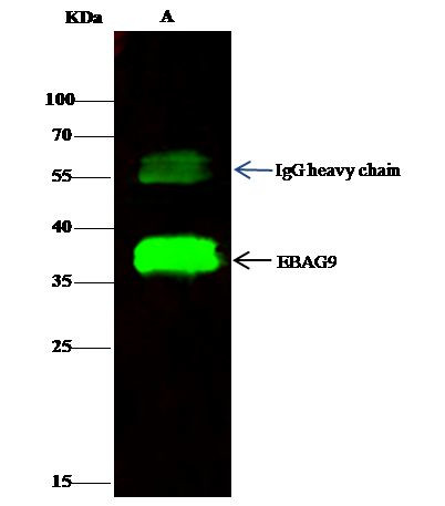 RCAS1 Antibody in Immunoprecipitation (IP)