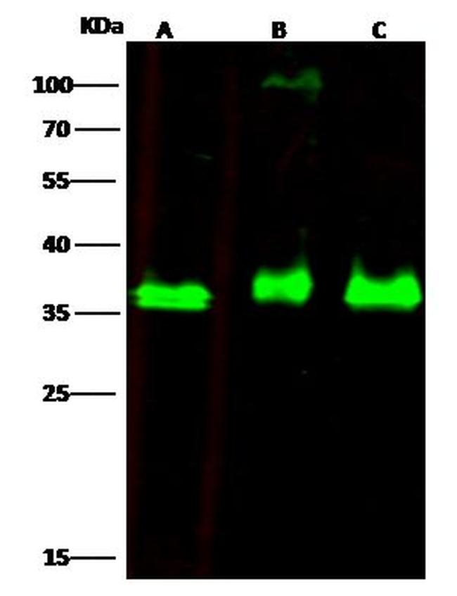 RCAS1 Antibody in Western Blot (WB)