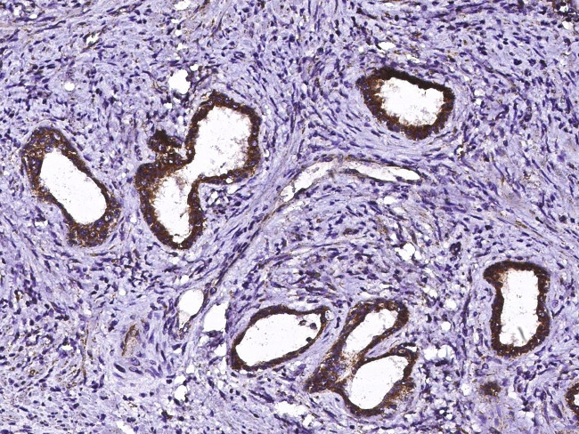 ECH1 Antibody in Immunohistochemistry (Paraffin) (IHC (P))