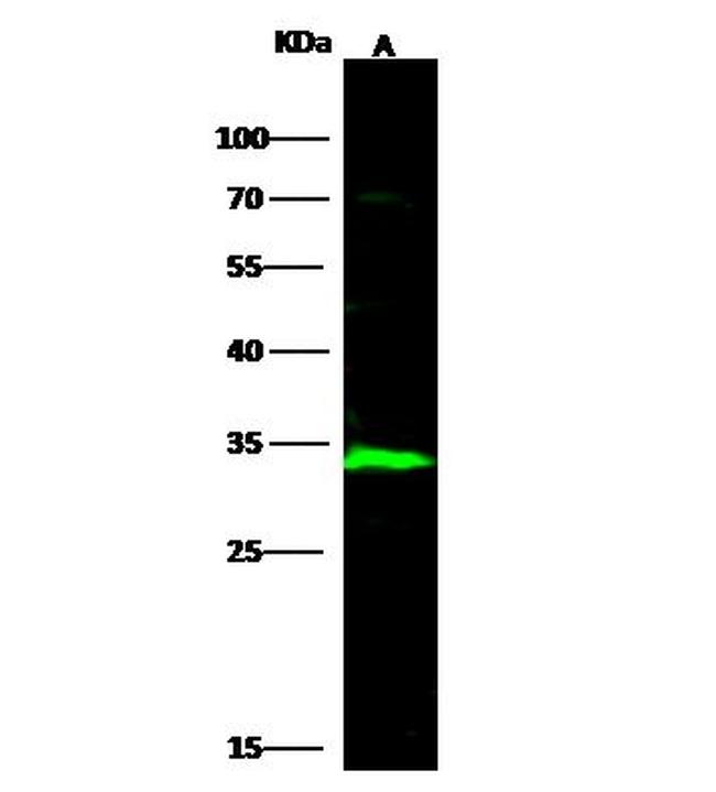 ECH1 Antibody in Western Blot (WB)